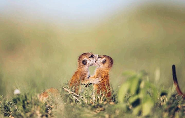 baby meerkats