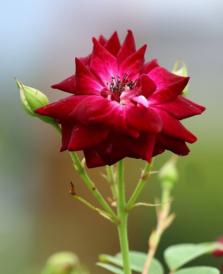#rose