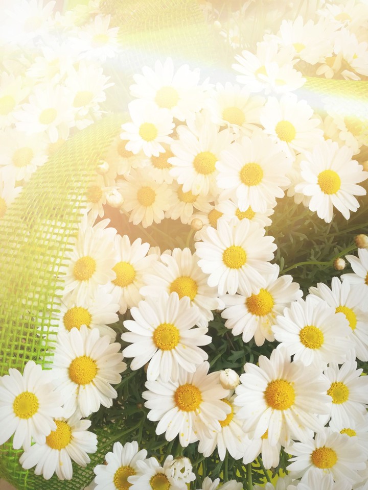 flowerpower