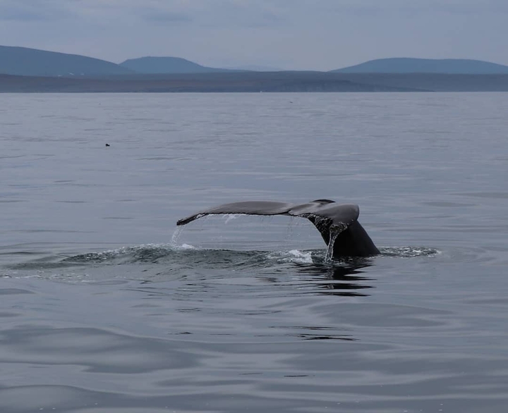 whale watching in Husavík