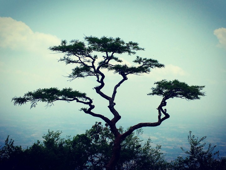 tree