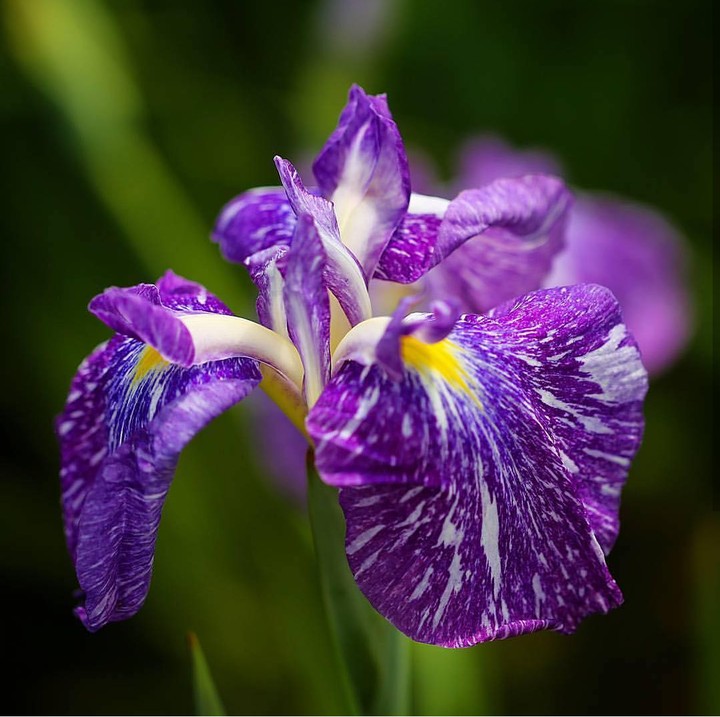 Iris