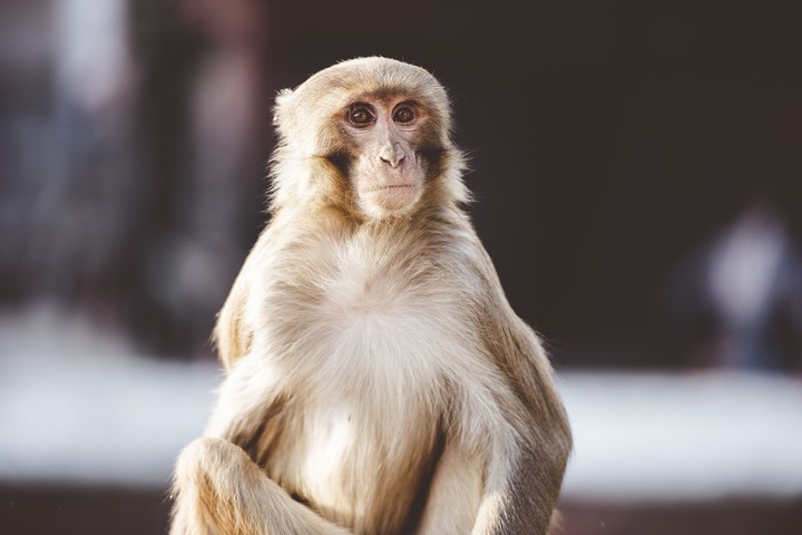 closeup-shot-monkey-sitting-outdoors.jpg