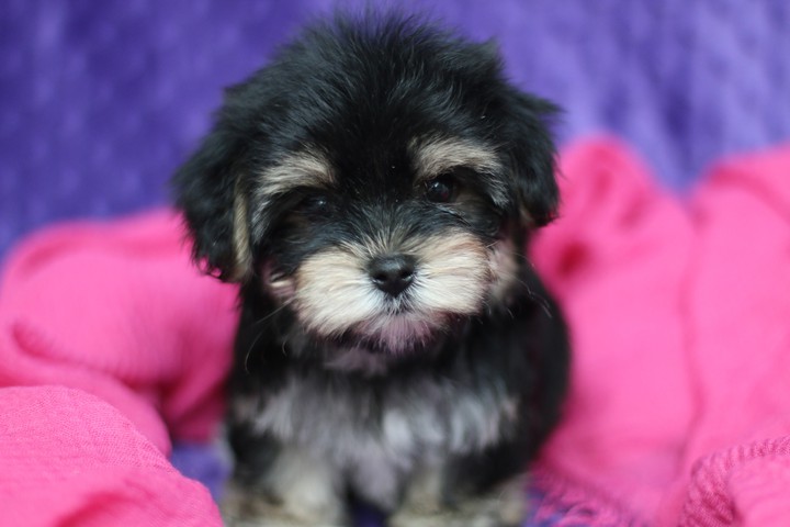Morkie