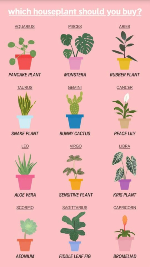 plants