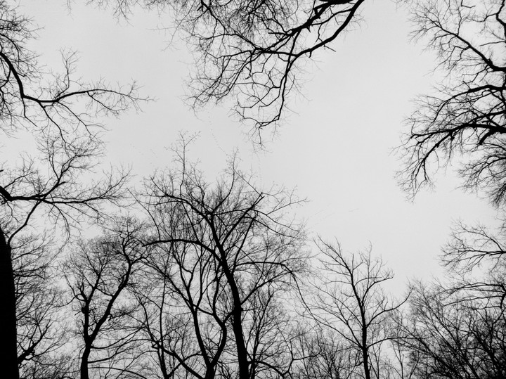 Overcast in the woods