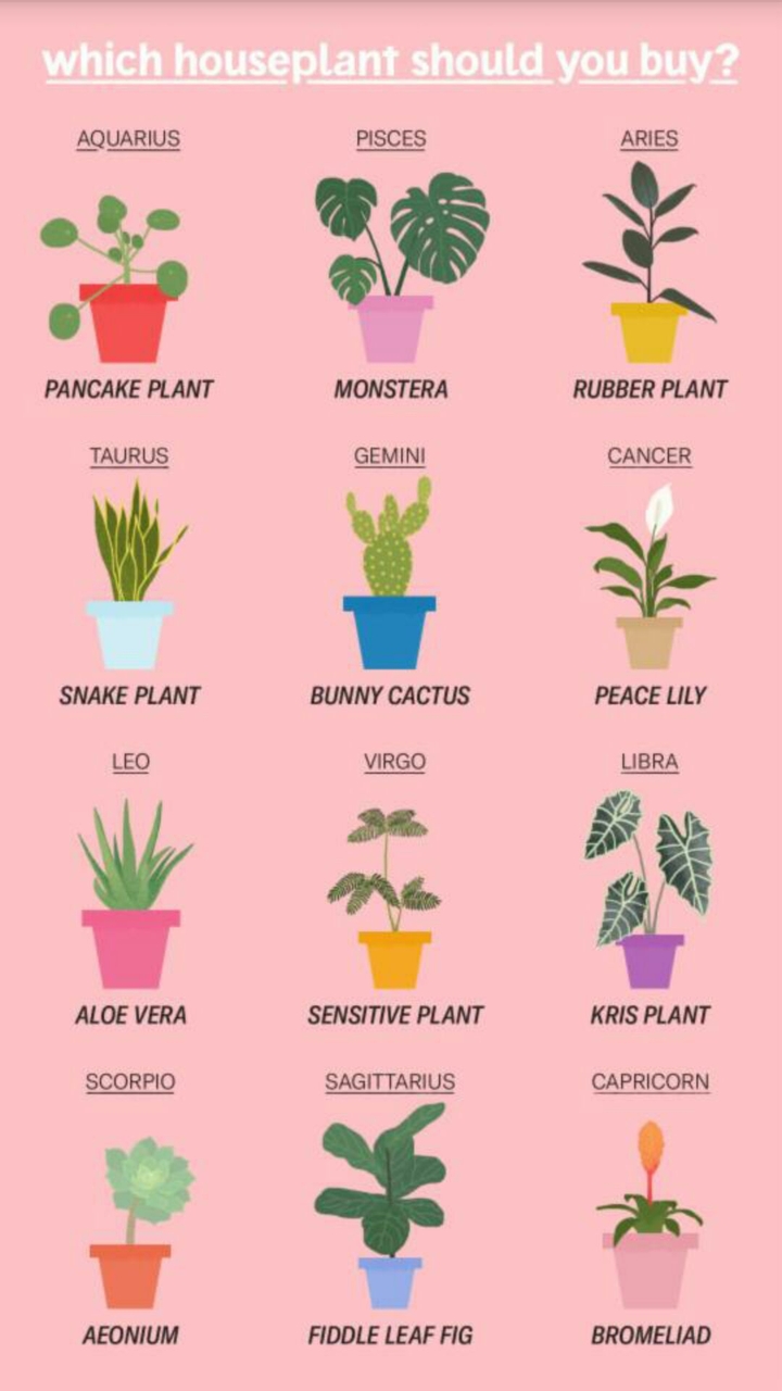 plants