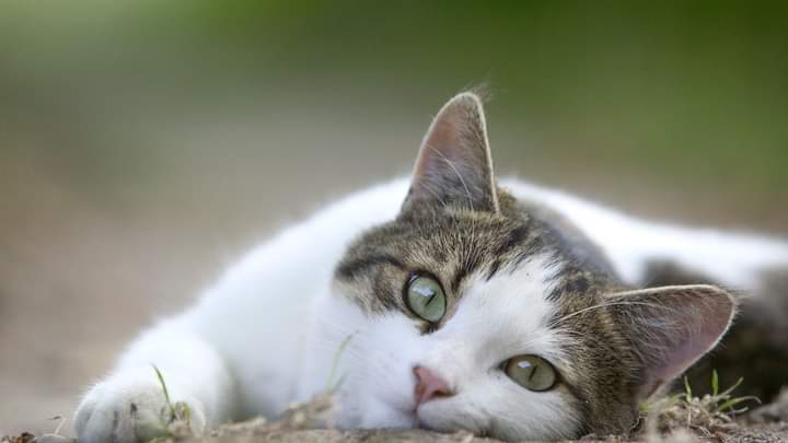 olha o gatinho