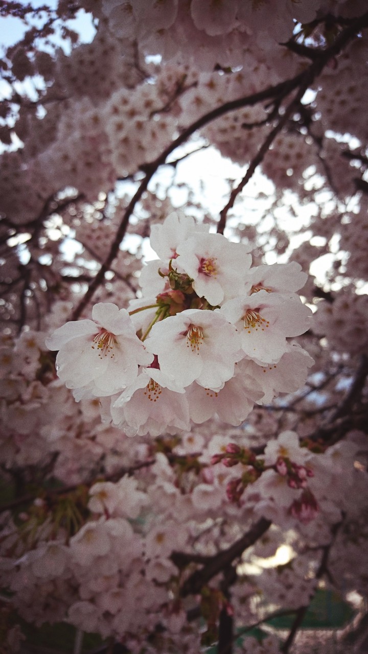cherry blossom