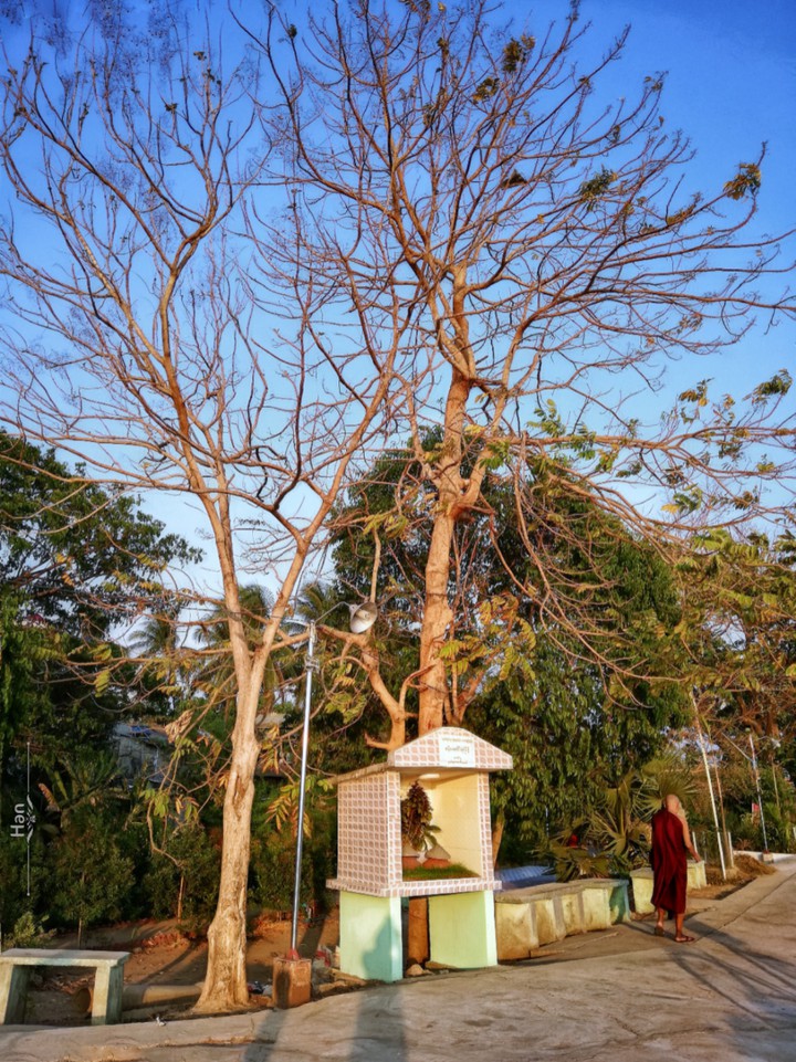 Trees in the Summer