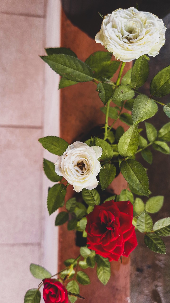 flowers