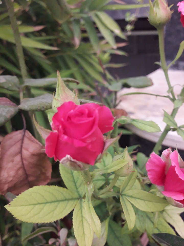 Rad rose