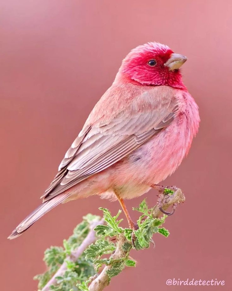 sfondi emberizidae, bird