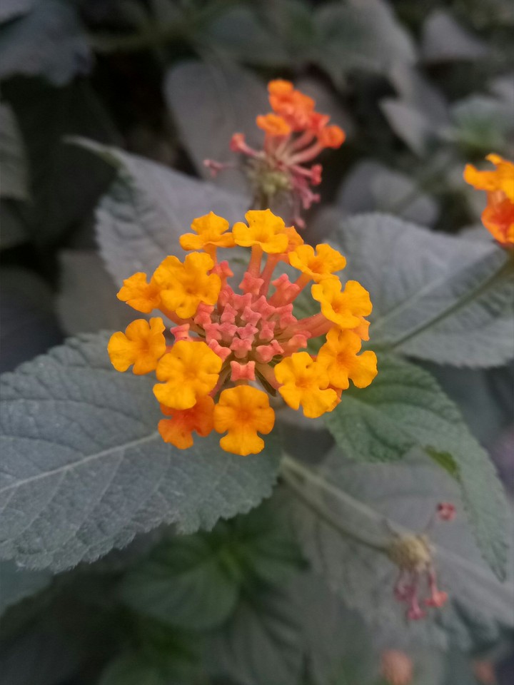 Morning blossom