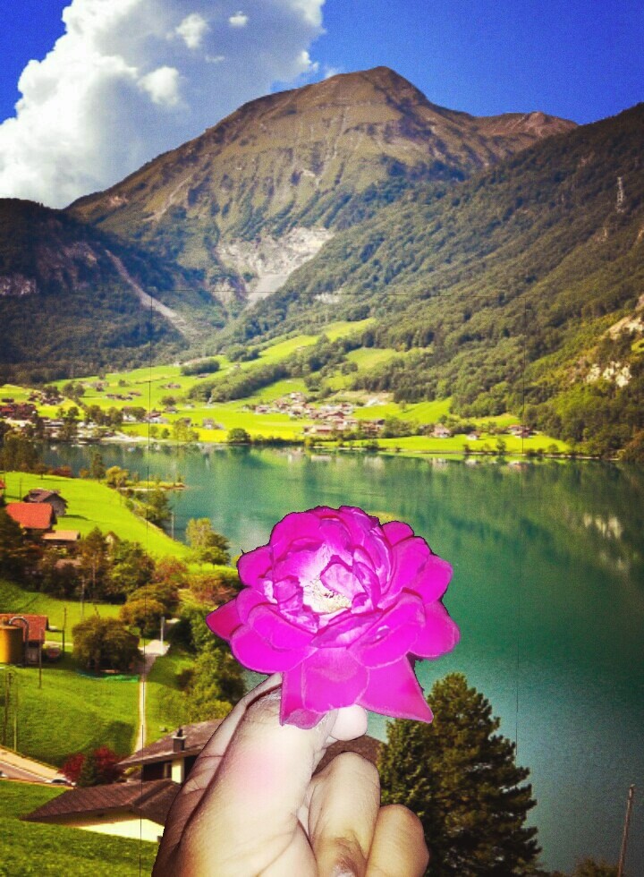 Rose