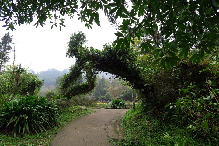Humanoid tree