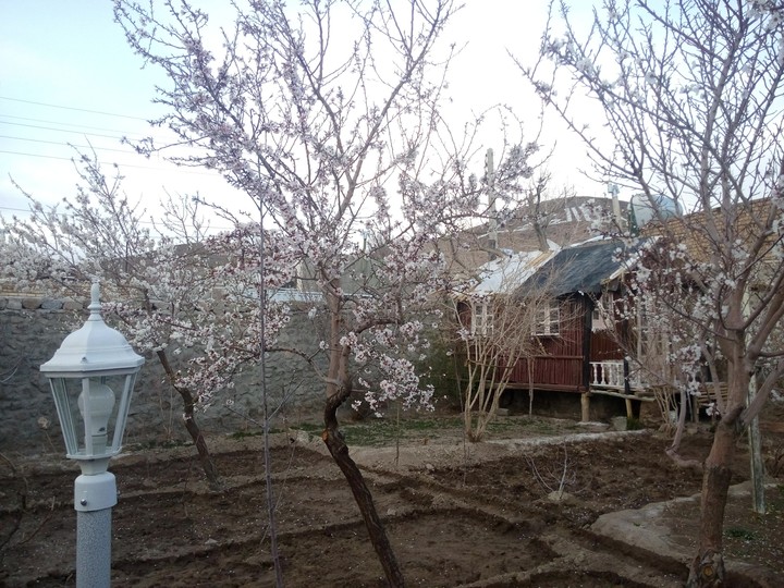 Spring blossoms