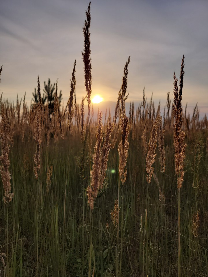 field