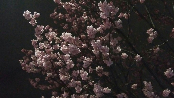 桜