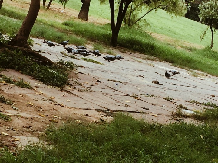 Birds in hauz khas