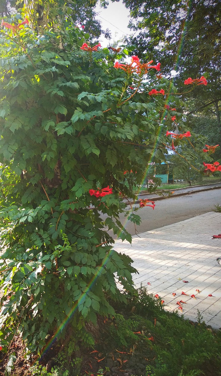 tree