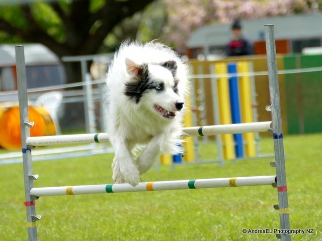 The Border Collie Because There Is No Better Dog