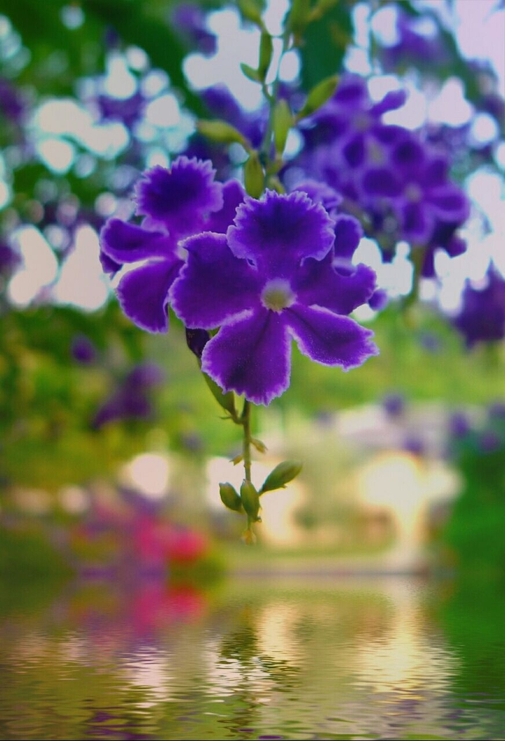 purple lotus