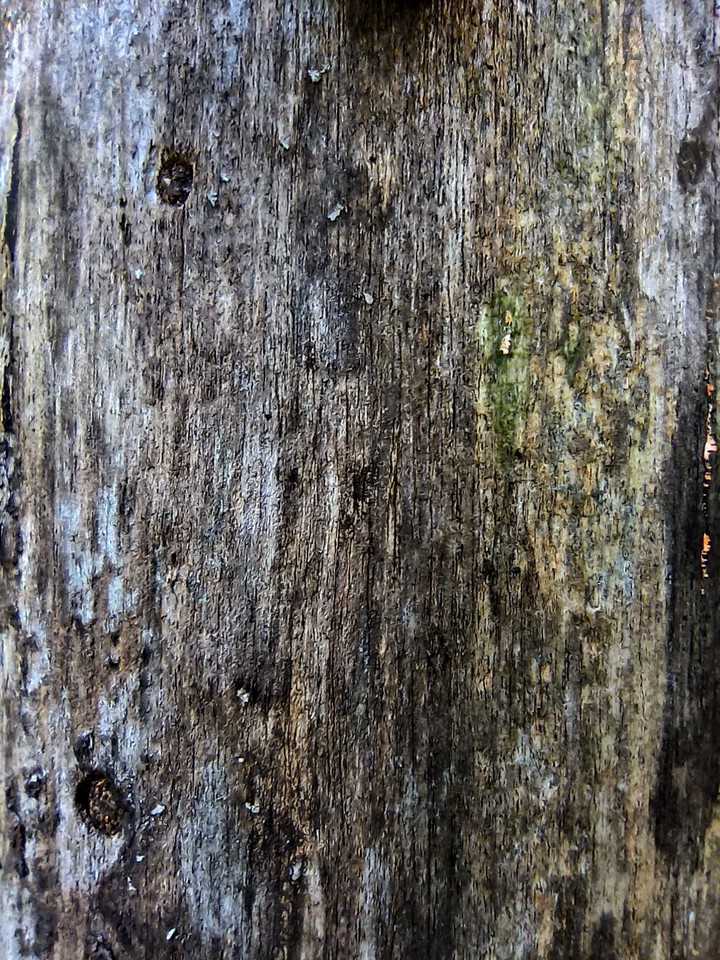 rotten wood