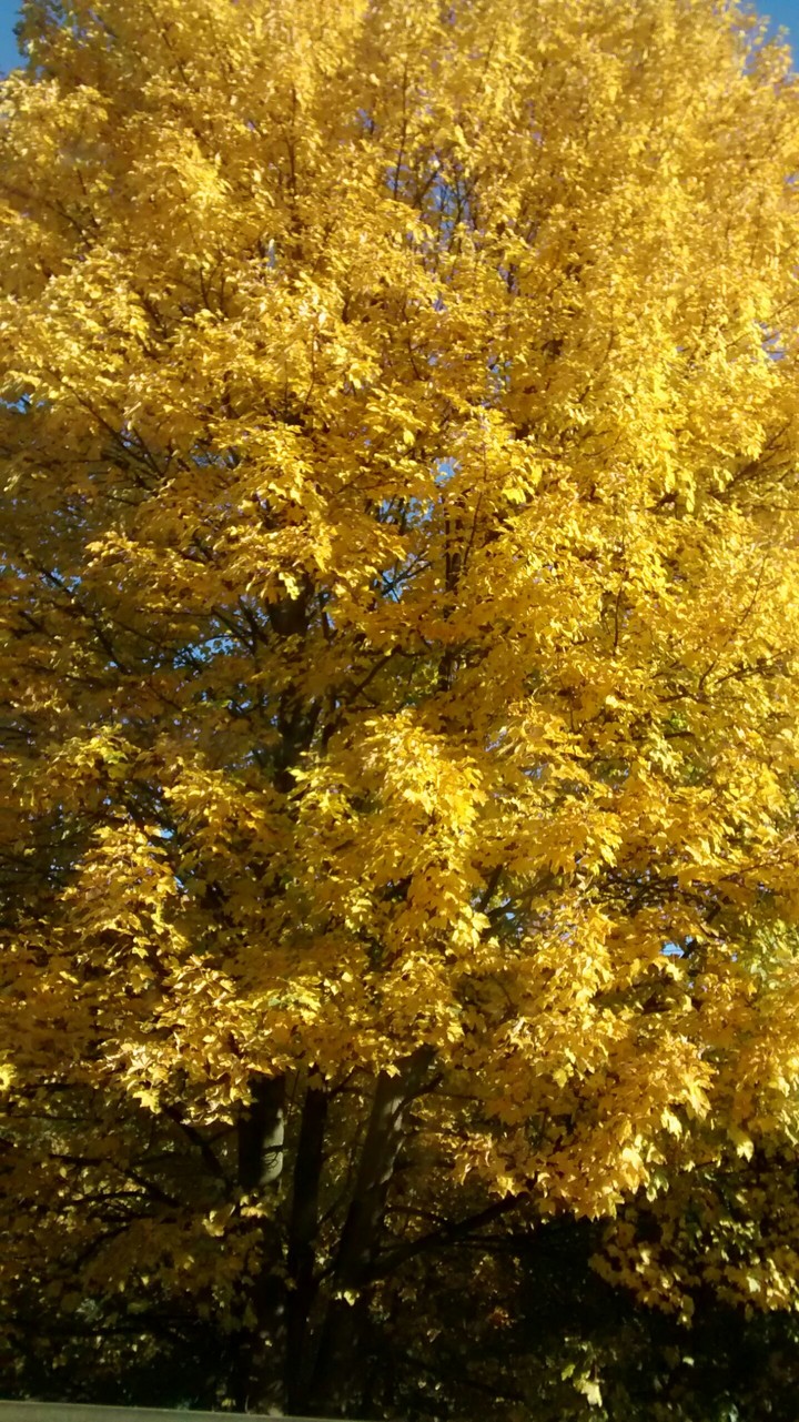 a yellow autumn tree