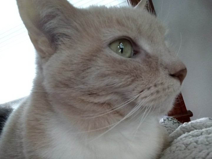 Nahla