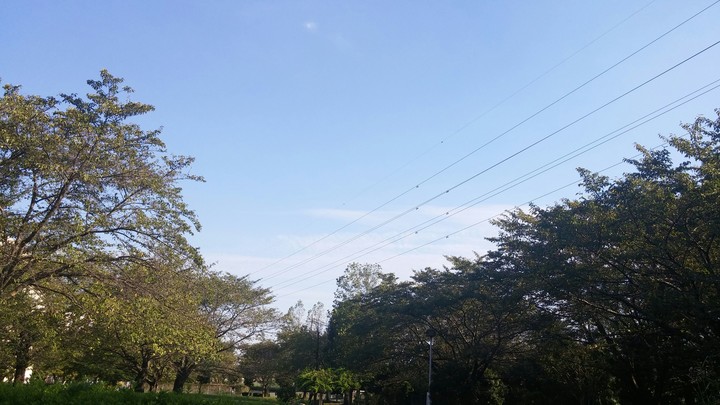 木と空