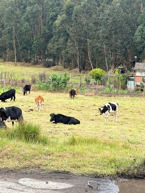 bovinae, grazing achtergronden