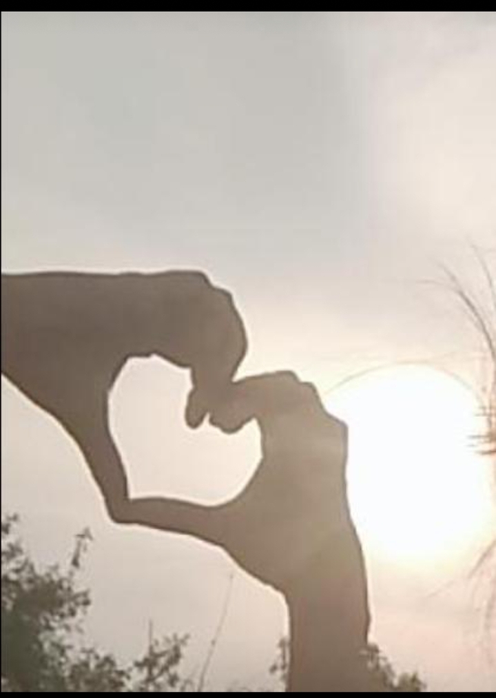 heart