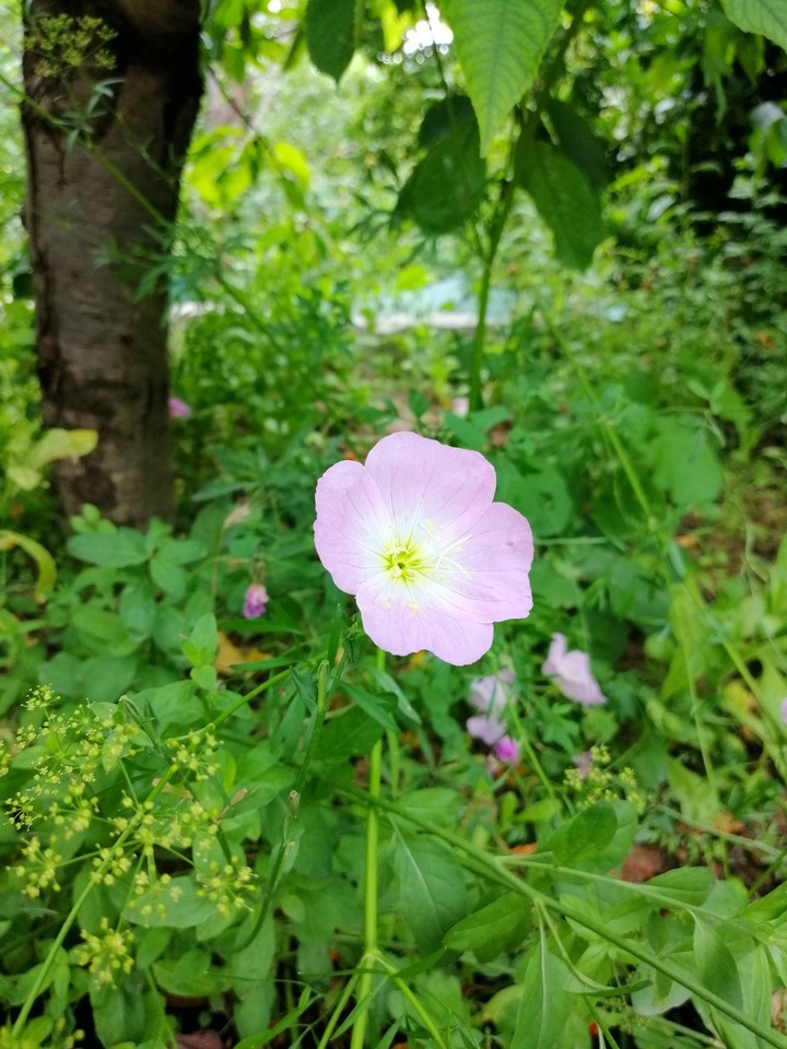 pink flower