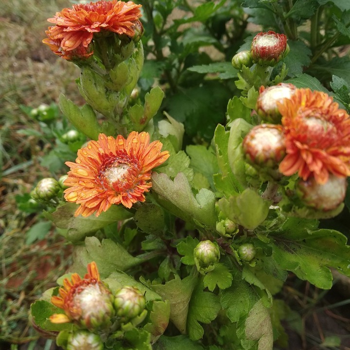 flowers