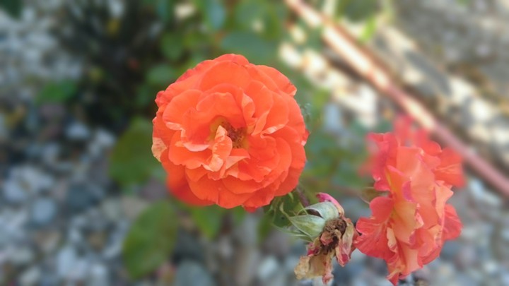 orange