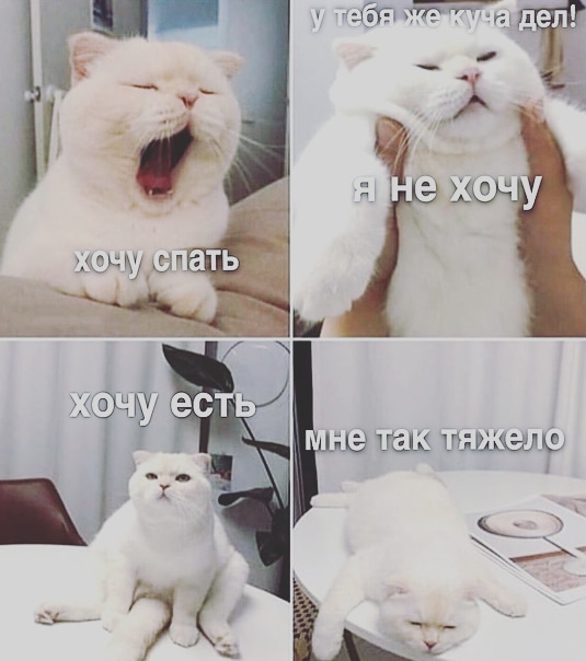 котик