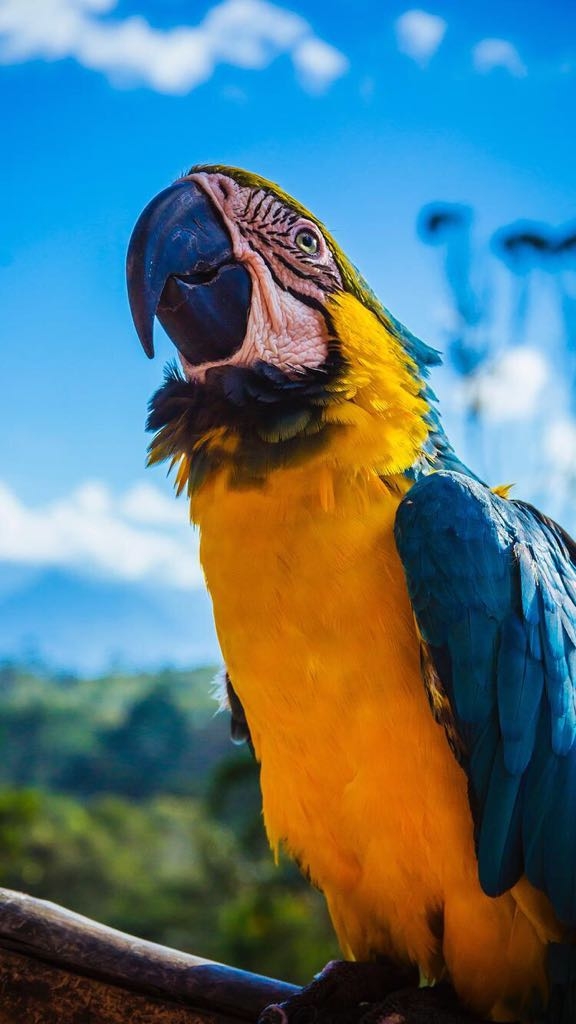 parrot