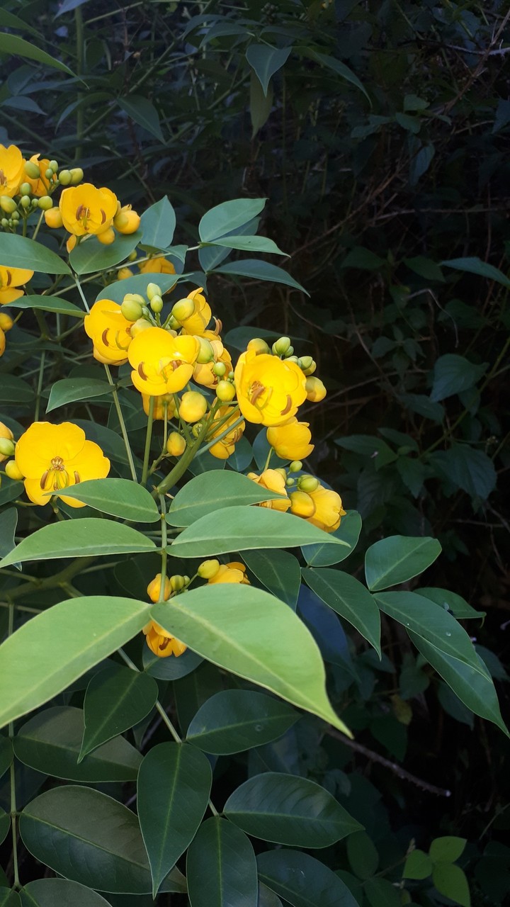 fleurs jaunes