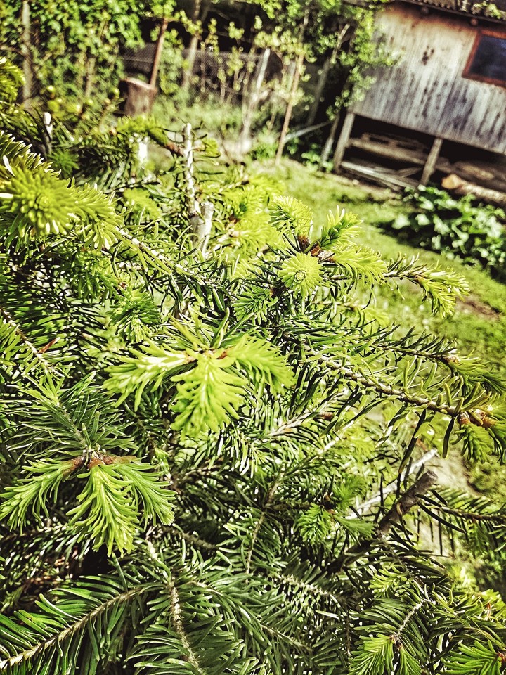 Pine