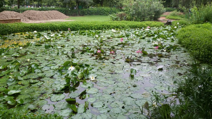 water pond