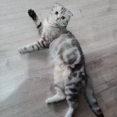 felidae, Carnivore Hintergrundbilder