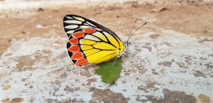 Butterfly from my S10