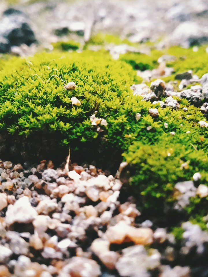 little grass