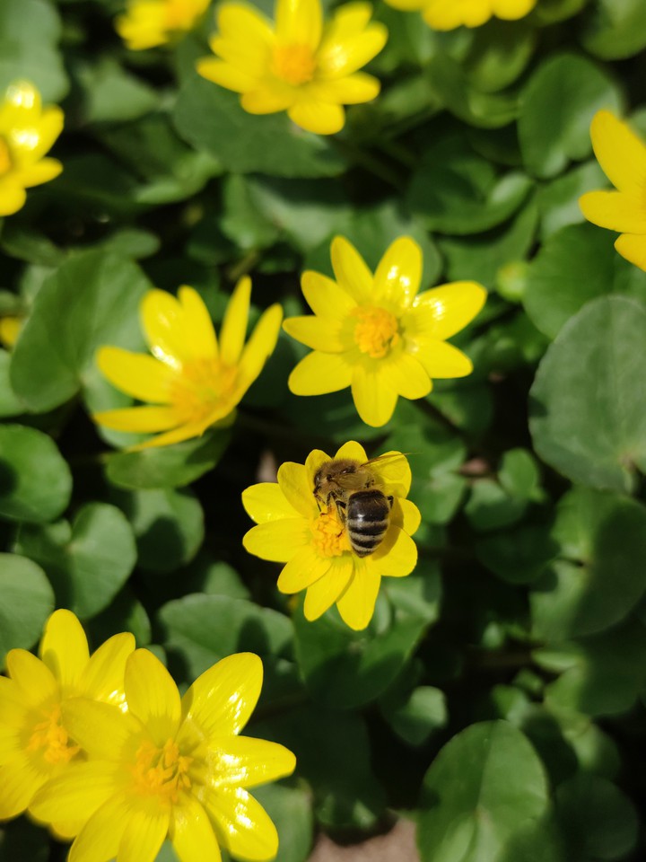 bee