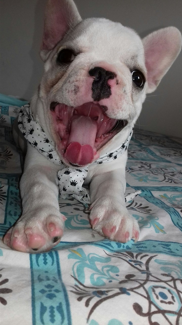#DOG
