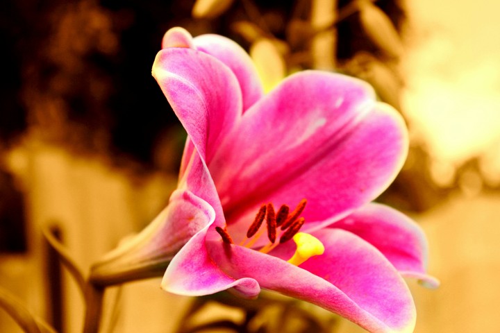 Nice flower