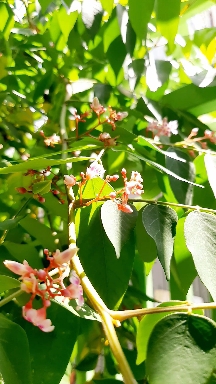 starfruit flowers
