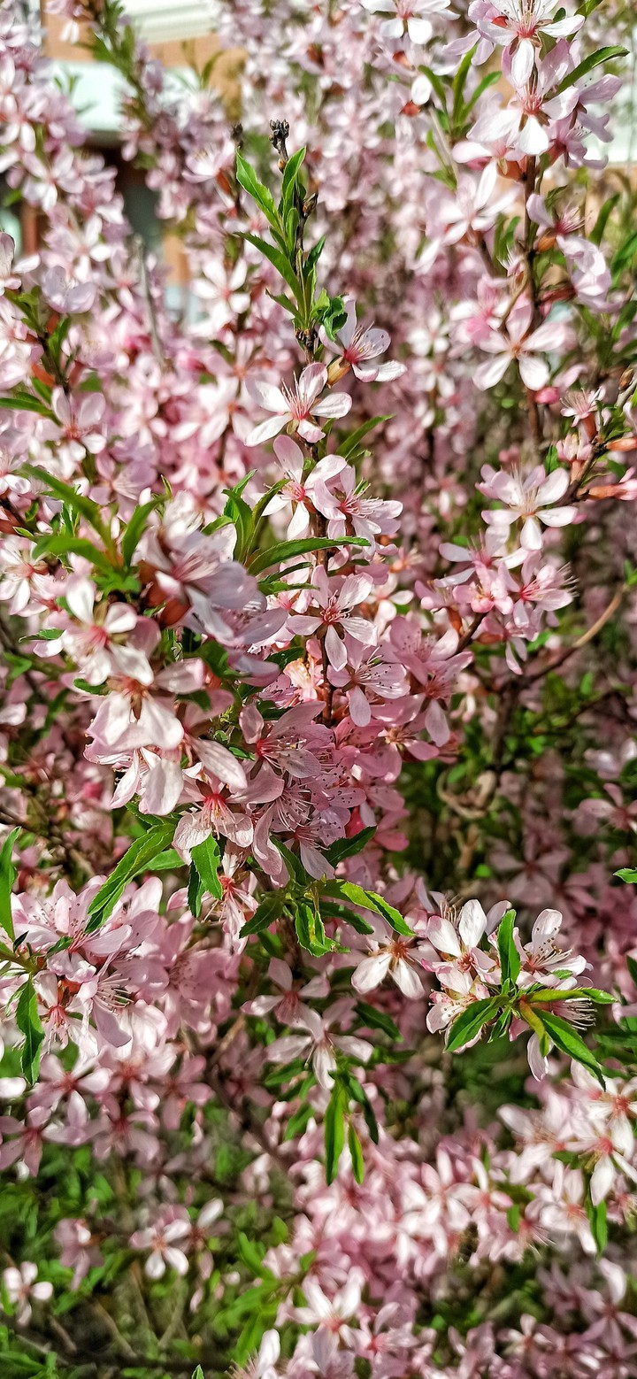 spring