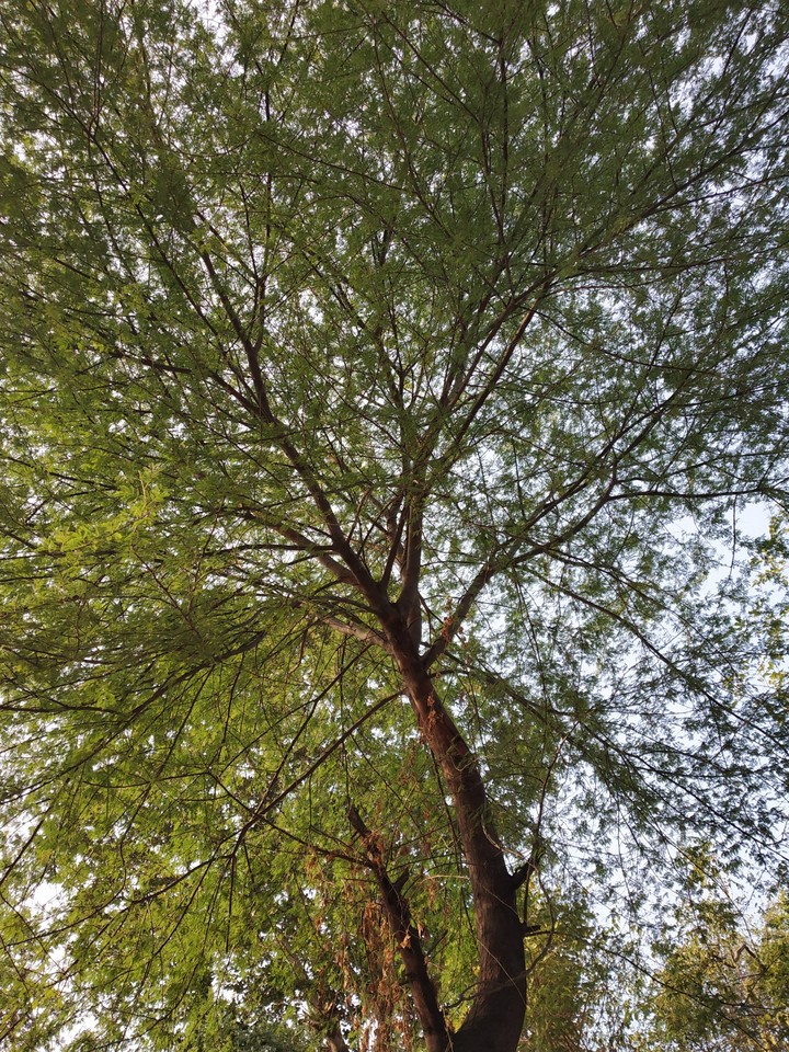 tree umbrella